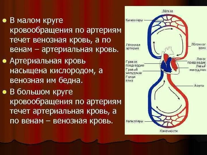 Сколько течет кровь. Круги кровообращения артериальная и венозная кровь. Малый круг кровообращения венозная кровь. Артериальная кровь течёт по артериям круг кровообращения. Капиллярная сеть малого круга кровообращения.