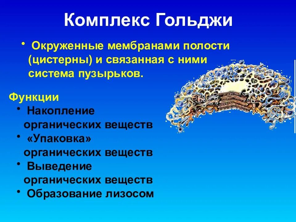 Строение и функции комплекса. Функции комплекса гольджи в клетке. функции комплекса гольджи в клетке 10 класс. комплекс гольджи функции кратко. основная функция комплекса гольджи клетки.