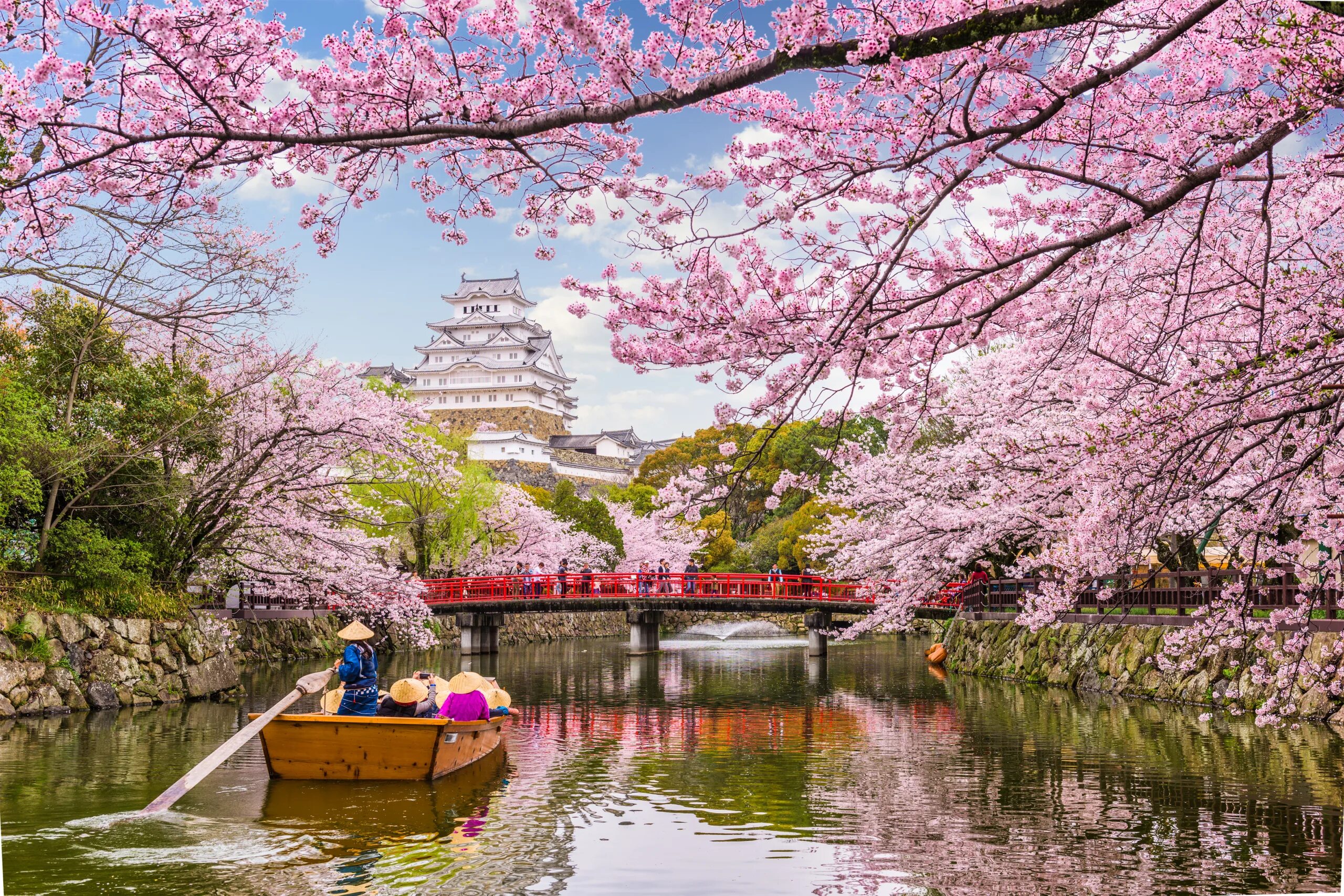 Japanese blossom. Цветение Сакуры в Токио. Киото Япония цветение Сакуры. Сеул Сакура. Йокогама Япония цветение Сакуры.