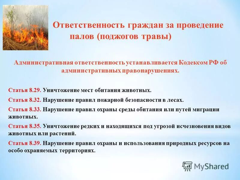 Статья 8 42. Ответственность за нарушение правил пожарной безопасности в лесах. Ответственность за поджог травы. Пожарная безопасность в лесу. Пожарная безопасность поджог травы.