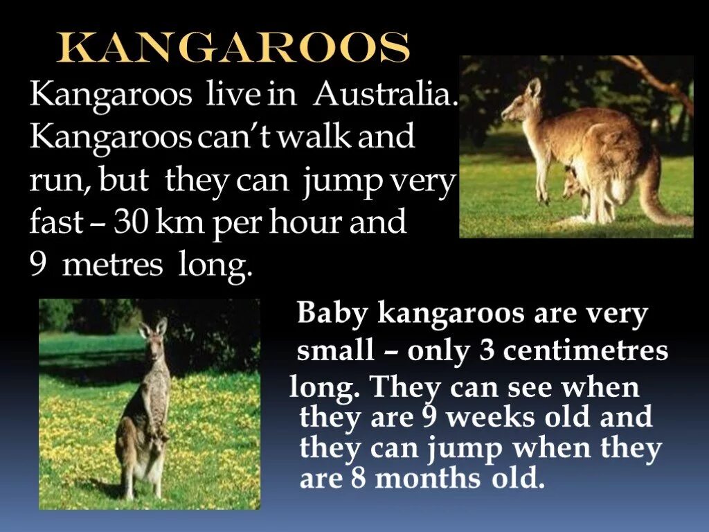 A kangaroo can перевод. Кенгуру на английском языке. сообщение о кенгуру. kangaroo перевод на русский. интересные факты о кенгуру на английском языке.