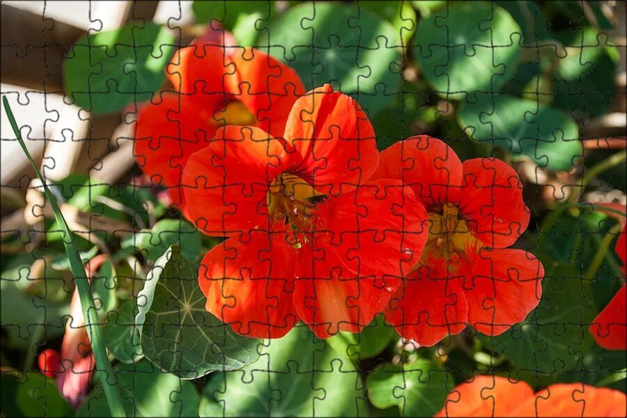 Pin on Jardin et jardinage