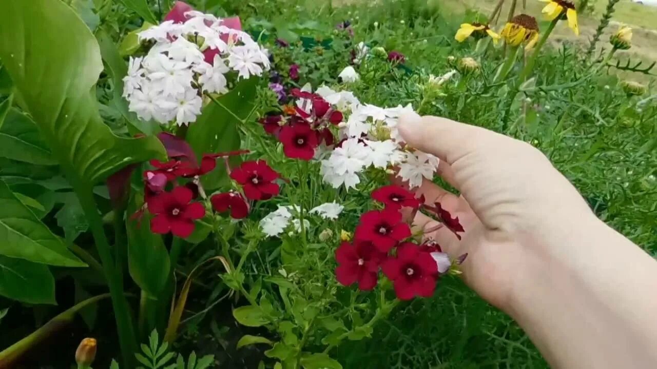 Посадка флоксов семенами. Флокс друммонда рассада. Флоксы друммонда однолетние. Флоксы друммонда однолетние семена. Флокс однолетний друммонда Калейдоскоп.