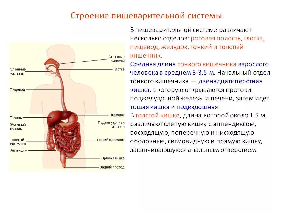 Пищевод процессы пищеварения