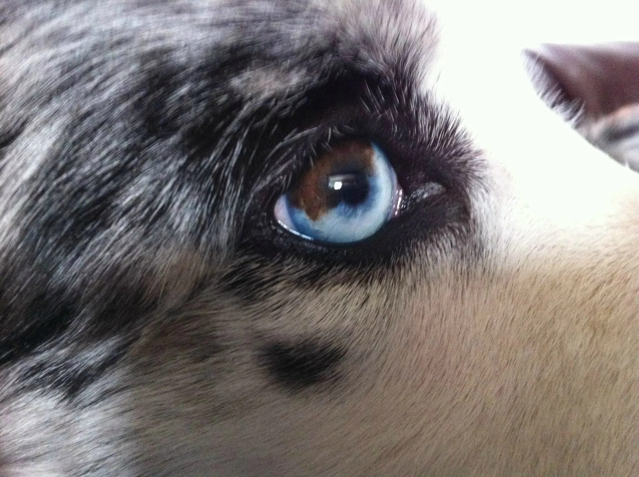 Глаза голубой собаки читать. Хаски гетерохромия. Гетерохромия у собак хаски. Гетерохромия Радужки у хаски. Секторная гетерохромия у собак.
