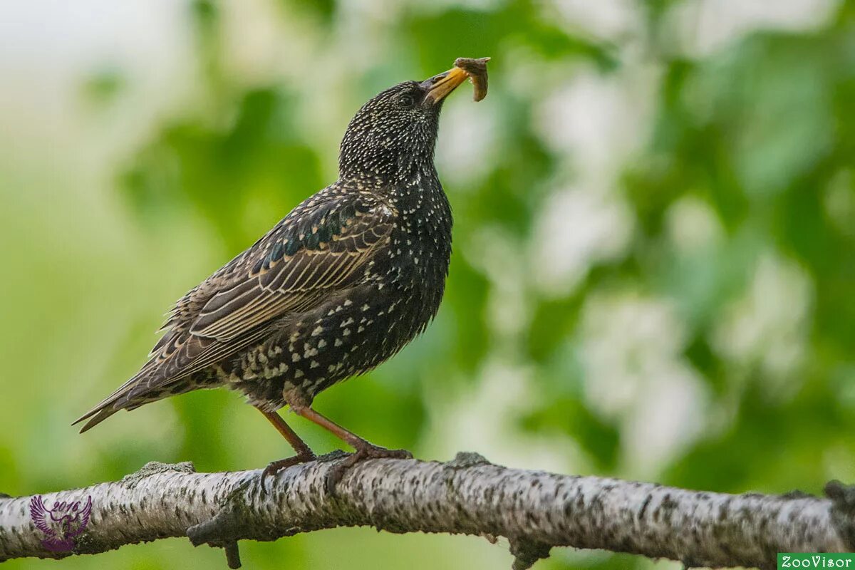 скворец на земле. птица с червяком в клюве. обыкновенный скворец гнездо. птицы вредители. желторотый скворец.