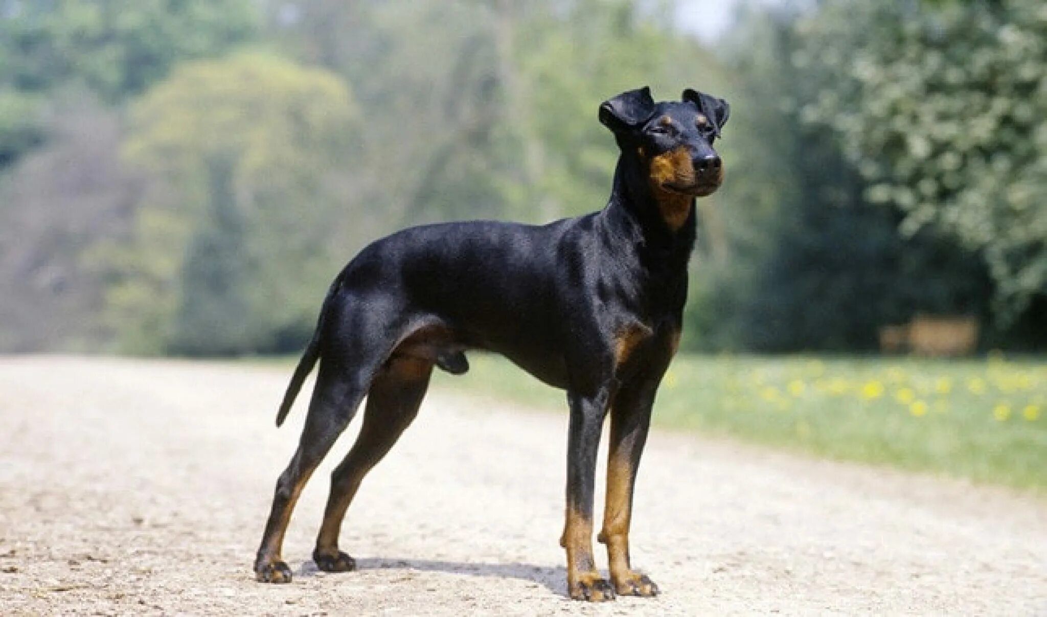 Manchester terrier. Манчестерский терьер щенки. Manchester terrier. Manchester terrier. Манчестер терьер терьеры манчестерский.
