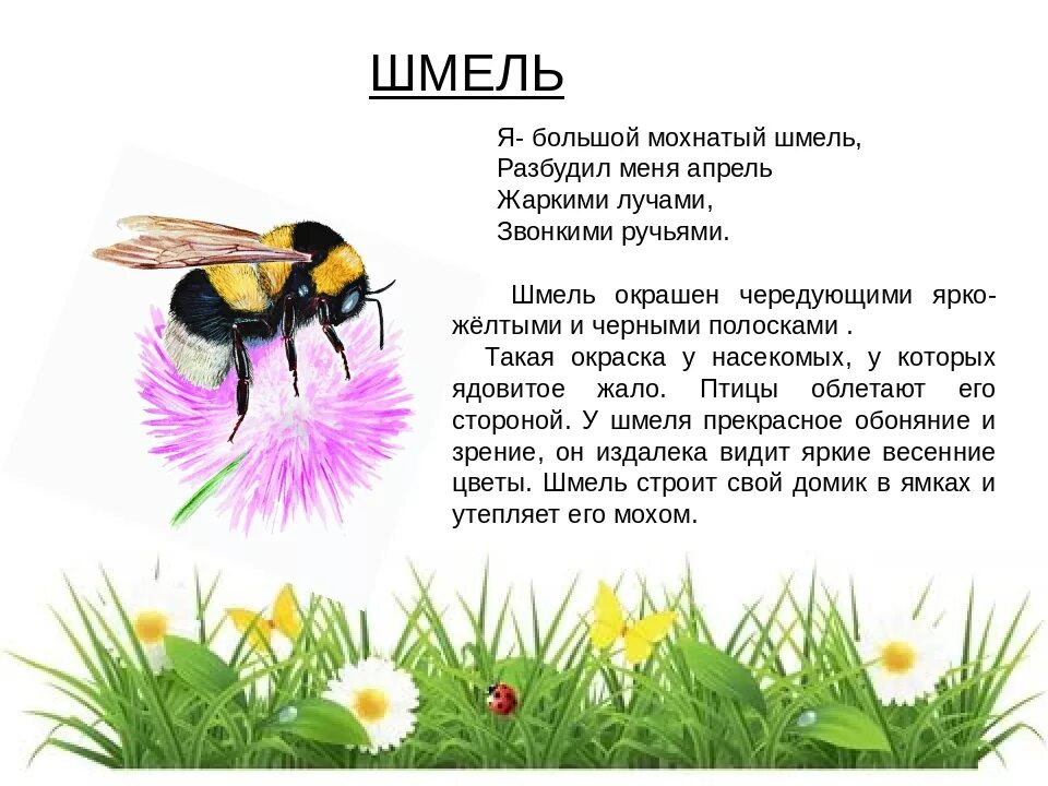 Описание шмеля 2 класс. Интересные сведения о насекомых для детей. Насекомые рассказ для детей. Шмель описание. Текст про насекомых