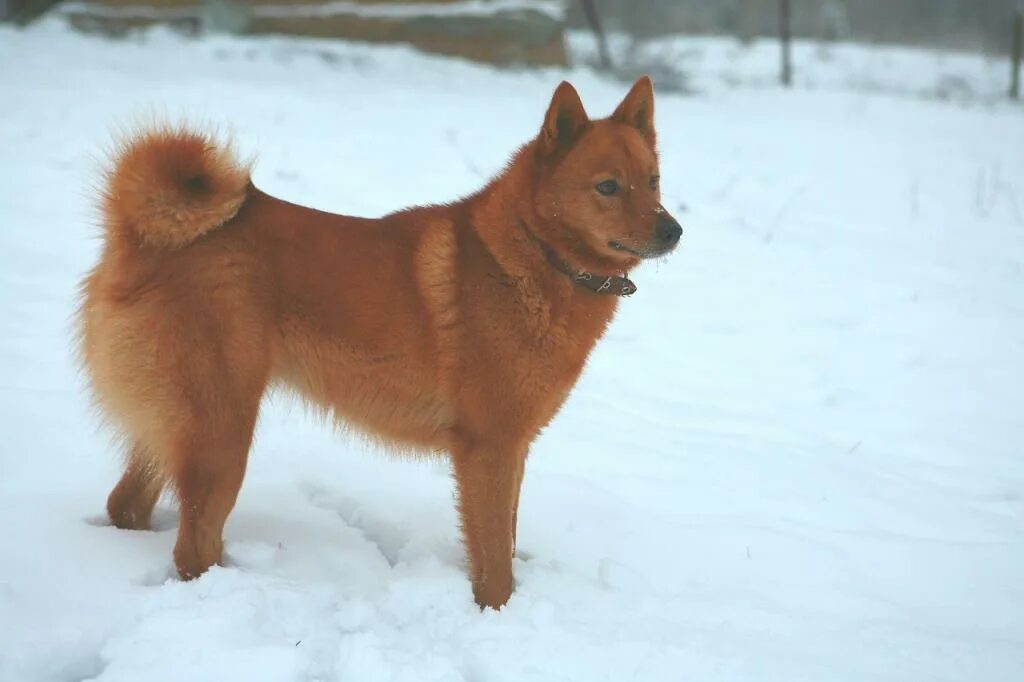 Карело-финская лайка профиль. Карело-финской лайке 1 год. Карело-финская лайка. Кфл. Шпиц карело-финской лайки.