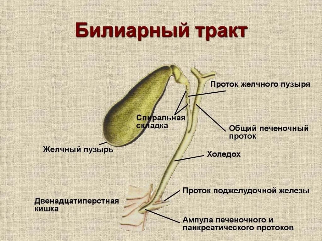 Описание желчного пузыря. Желчный пузырь строение строение. Желчный пузырь и протоки анатомия. Холедох проток желчного пузыря. Строение желчного пузыря и желчевыводящих путей.