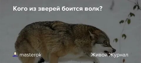 Боится зверь