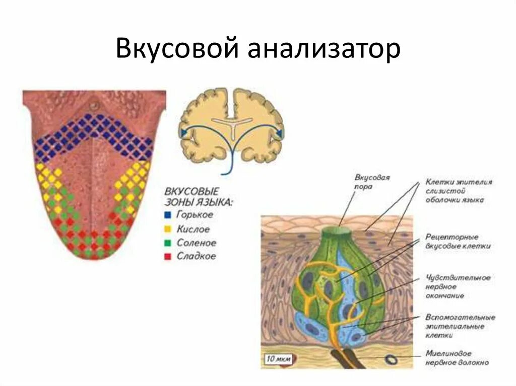 Строение рецепторного аппарата вкусового анализатора. Вкусовая сенсорная система рецепторы. Вкусовая сенсорная система строение и функции. Вкусовой анализатор строение и функции. Анализаторы обоняния и вкуса