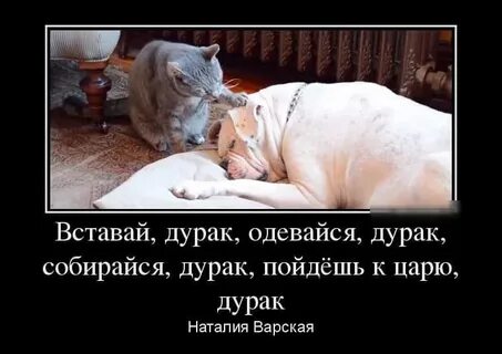 Пошли дурака