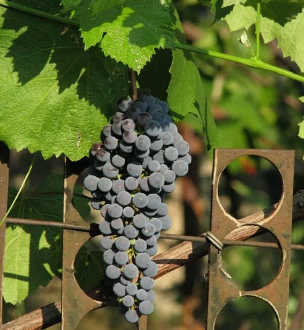 Цимлянский плечистик виноград. Абузов атлас северного винограда. Виноград северный плечистик. Виноград северный плечистик. Цимлянский плечистик виноград.