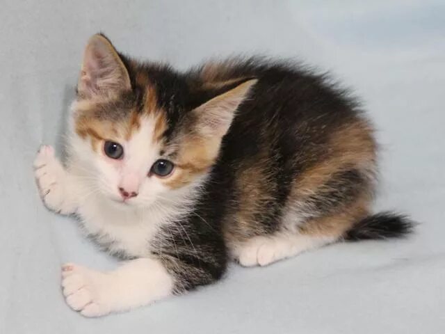 трехцветные котята в добрые руки. трехцветная кошечка в добрые руки. авито кошка трехцветная. трёхцветная кошка в добрые руки. трёхцветные котята в добрые руки.