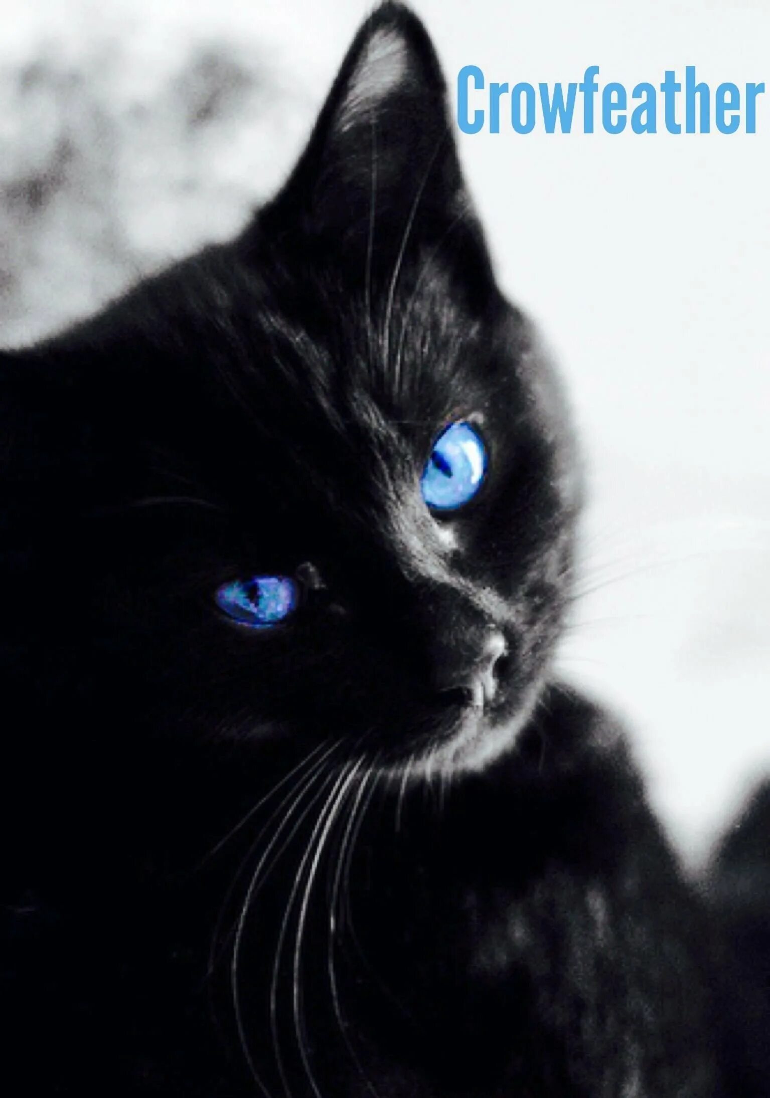 Охос азулес кошка черная. Охос азулес черный с голубыми глазами. Охос азулес кошка с голубыми глазами черная. Охос азулес рыжий. Черная глазая