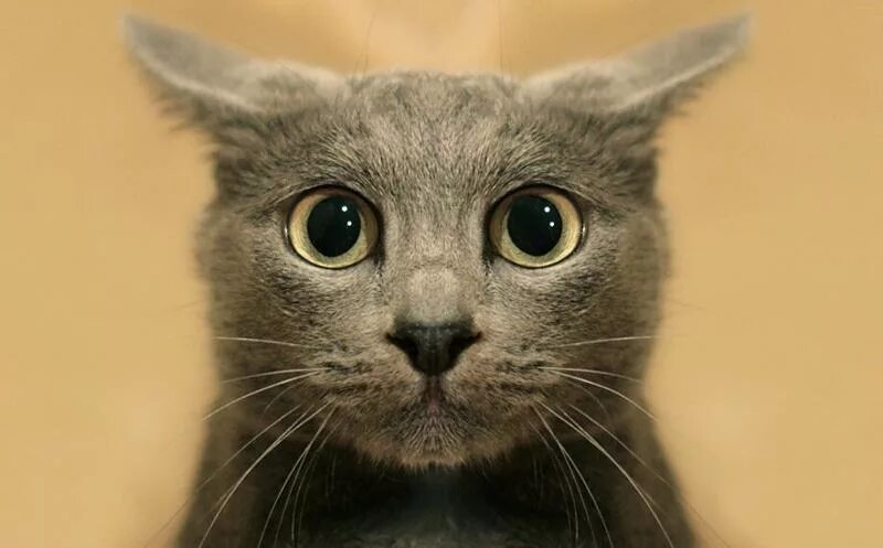 Узнай про ответа. Покажи мне кошек. Смешной взгляд. Кот с честными глазами. Порядочный кот.