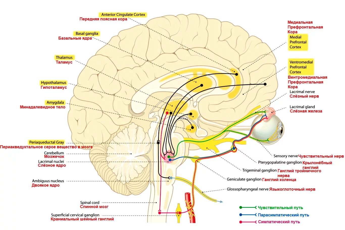 Ядра нервов в головном мозге. Иннервация слезной железы схема.