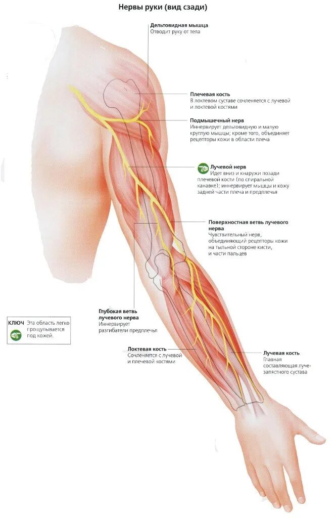 Лучевой нерв в локтевой области. Лучевой нерв в плечевом суставе. Локтевой нерв лучевой нерв срединный нерв. Топография и ветви лучевого нерва.