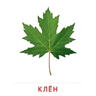Лист клена см