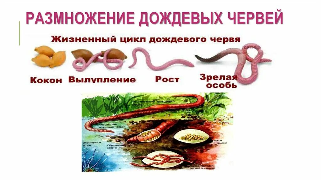 Развитие с метаморфозом дождевой червь. Размножение земляного червя. Размножение дождевых червей. Размножение дождевого червя. Как размножаются дождевые черви.