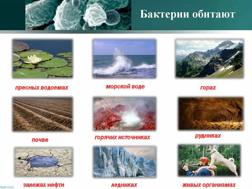 Среда обитания бактерий. Место обитания бактерий. Среды обитания бактерий схема. Местаъобитания бактерий