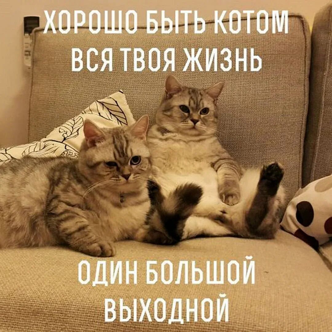 Про котиков лучше
