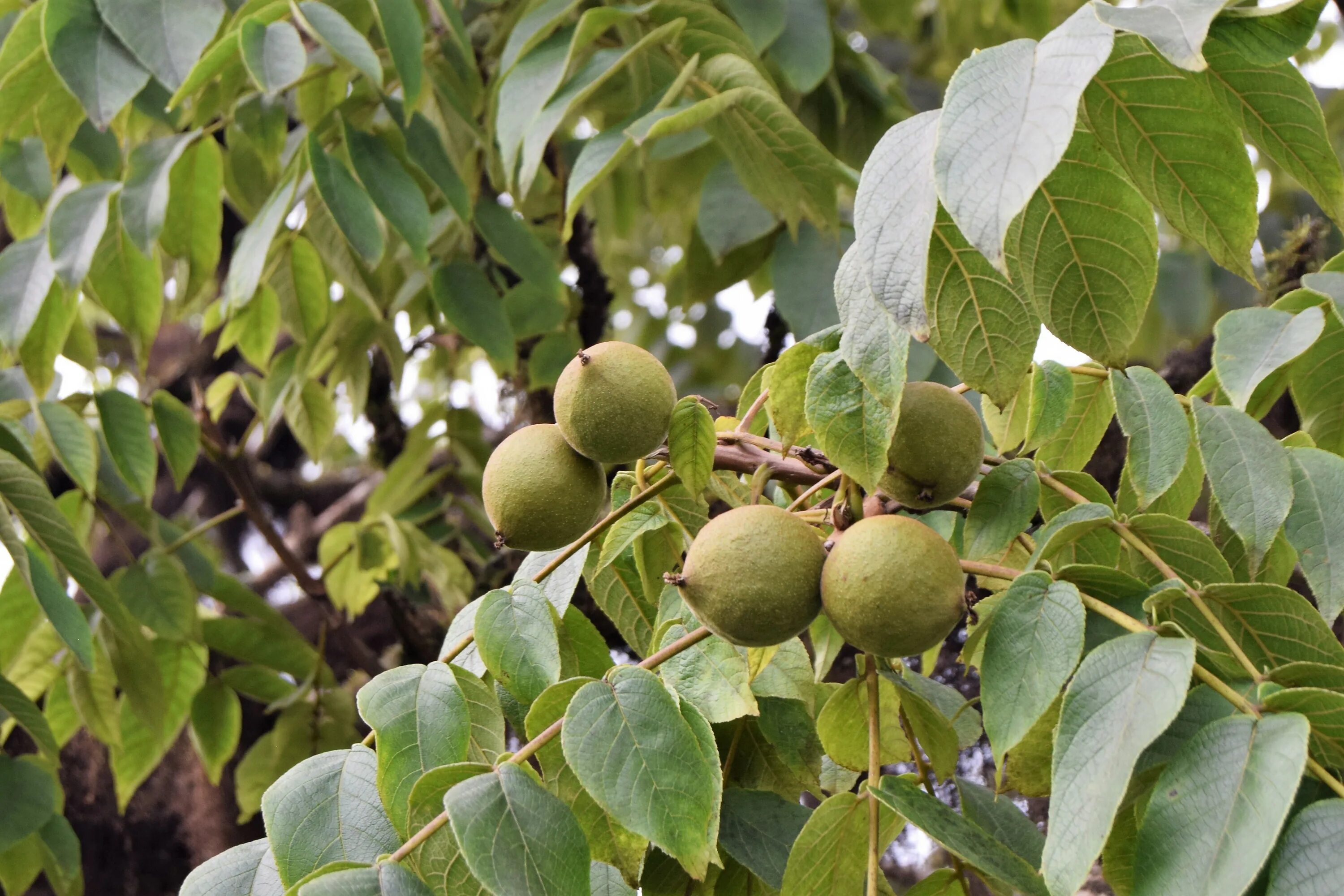 манцинелла ядовитое. несъедобные деревья. манцинелла дерево. несъедобные деревья. манцинелла ядовитое дерево.