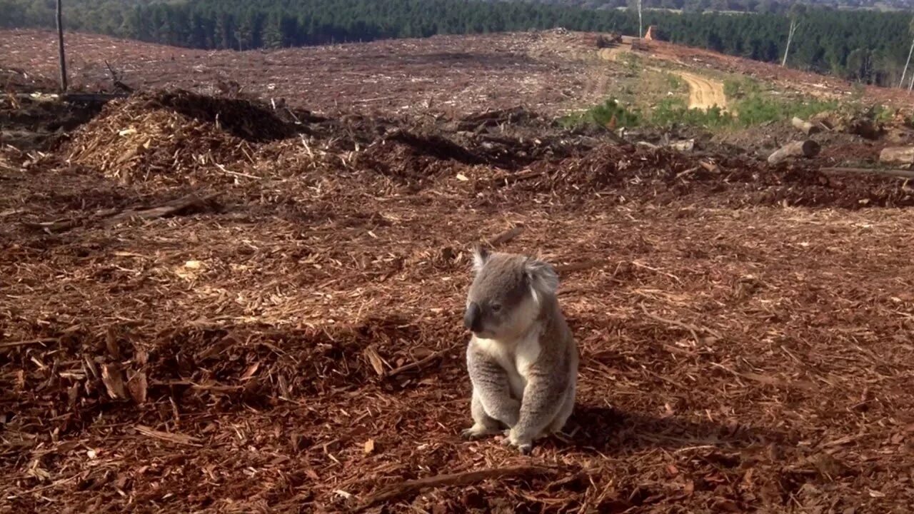 Вырубка леса и животные. Животные на вырубках. Животные в вырубленном лесу. Исчезновение Флоры и фауны из за вырубки лесов.