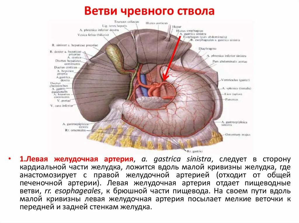 Анатомия чревного ствола кт. Непарные ветви брюшной аорты. Синтопия чревного ствола.