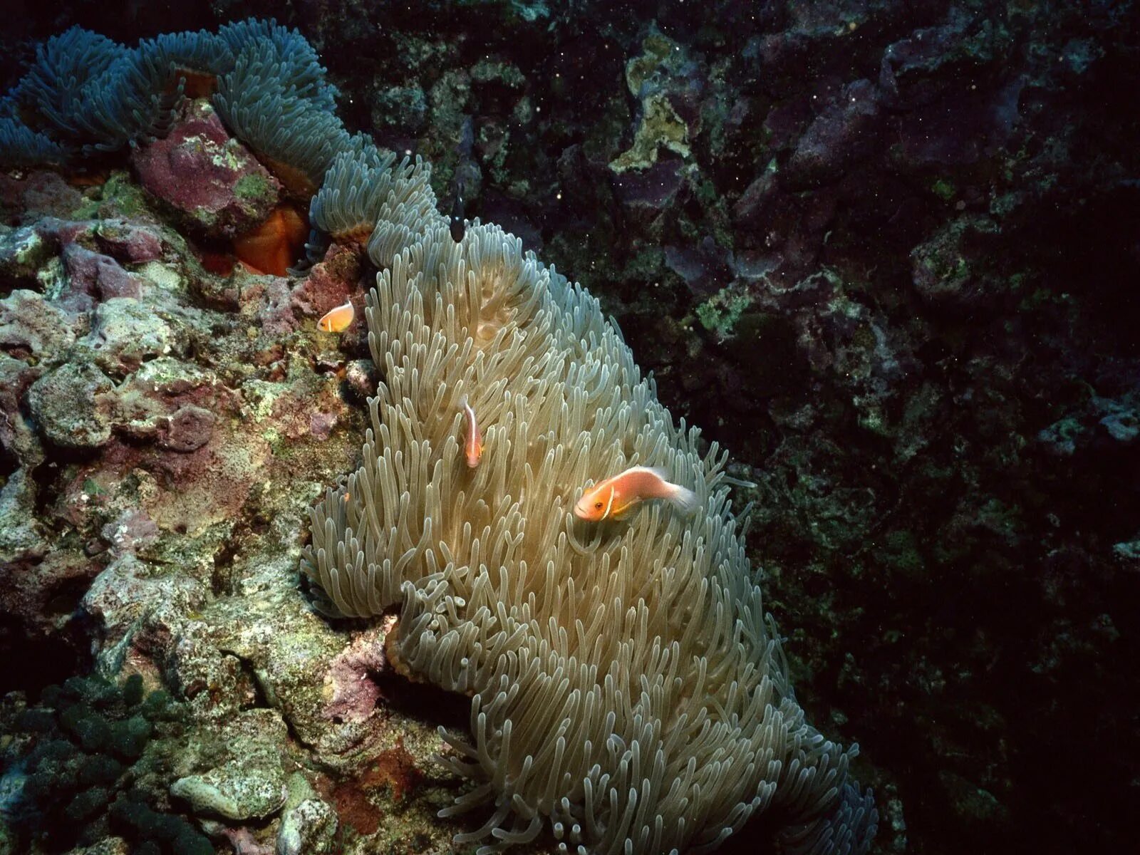 Бентос глубина. Морской бентос. моллюски бентос. морские глубины.