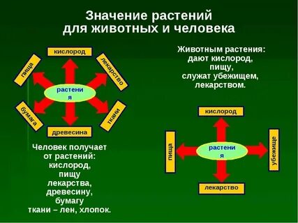 Давай растения включи