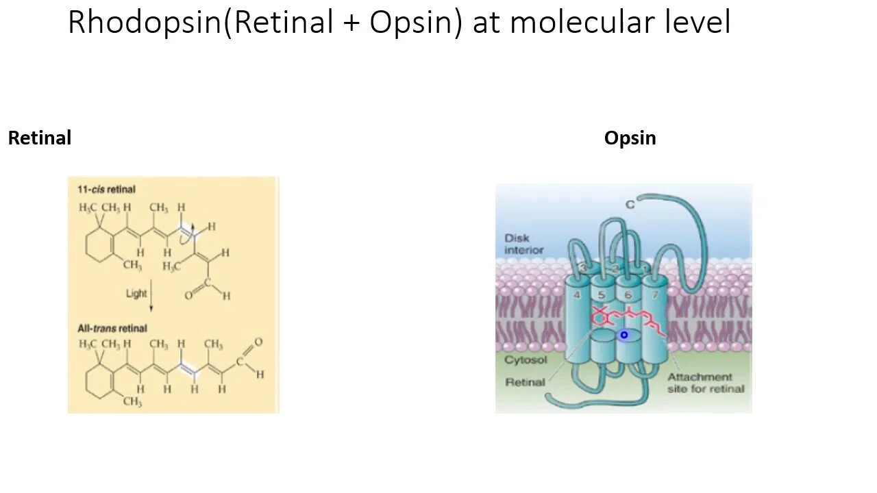 Содержит пигмент родопсин. Пигмент родопсин. трансдуцин строение. rhodopsin structure. микробный родопсин.