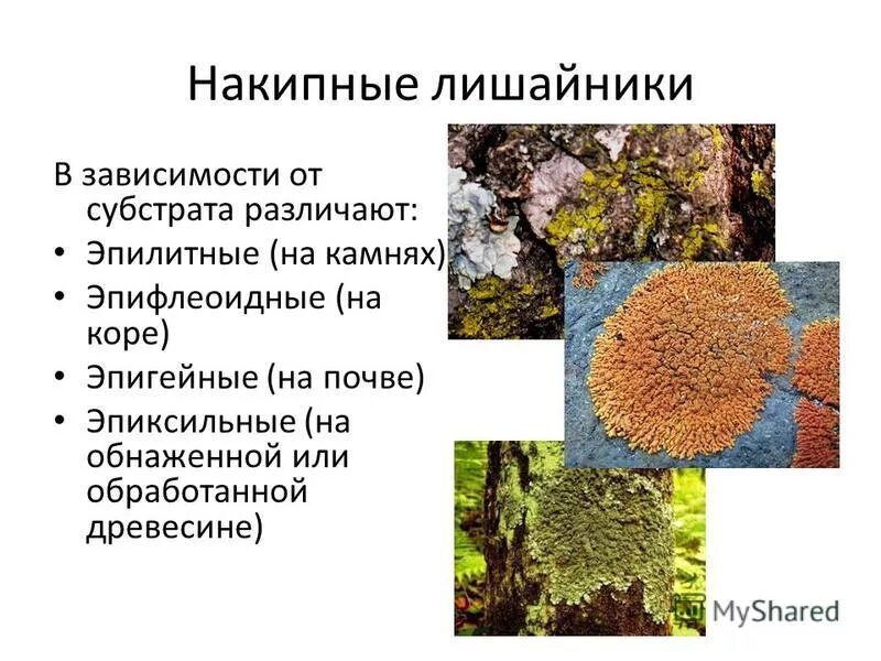 Накипные лишайники. Накипной лишайник 5 класс биология. Накипные корковые лишайники. Лишайники накипные 7 класс биология.