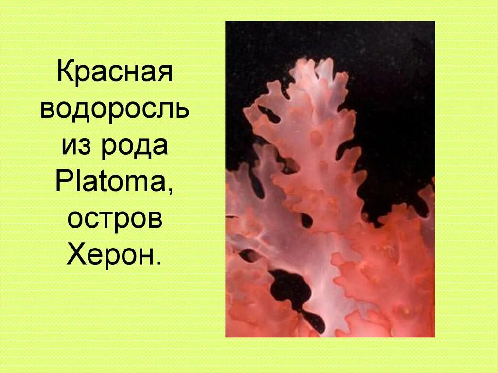 Красные водоросли. Водоросли презентация. Водоросли занесенные в красную книгу. Красные водоросли биология.