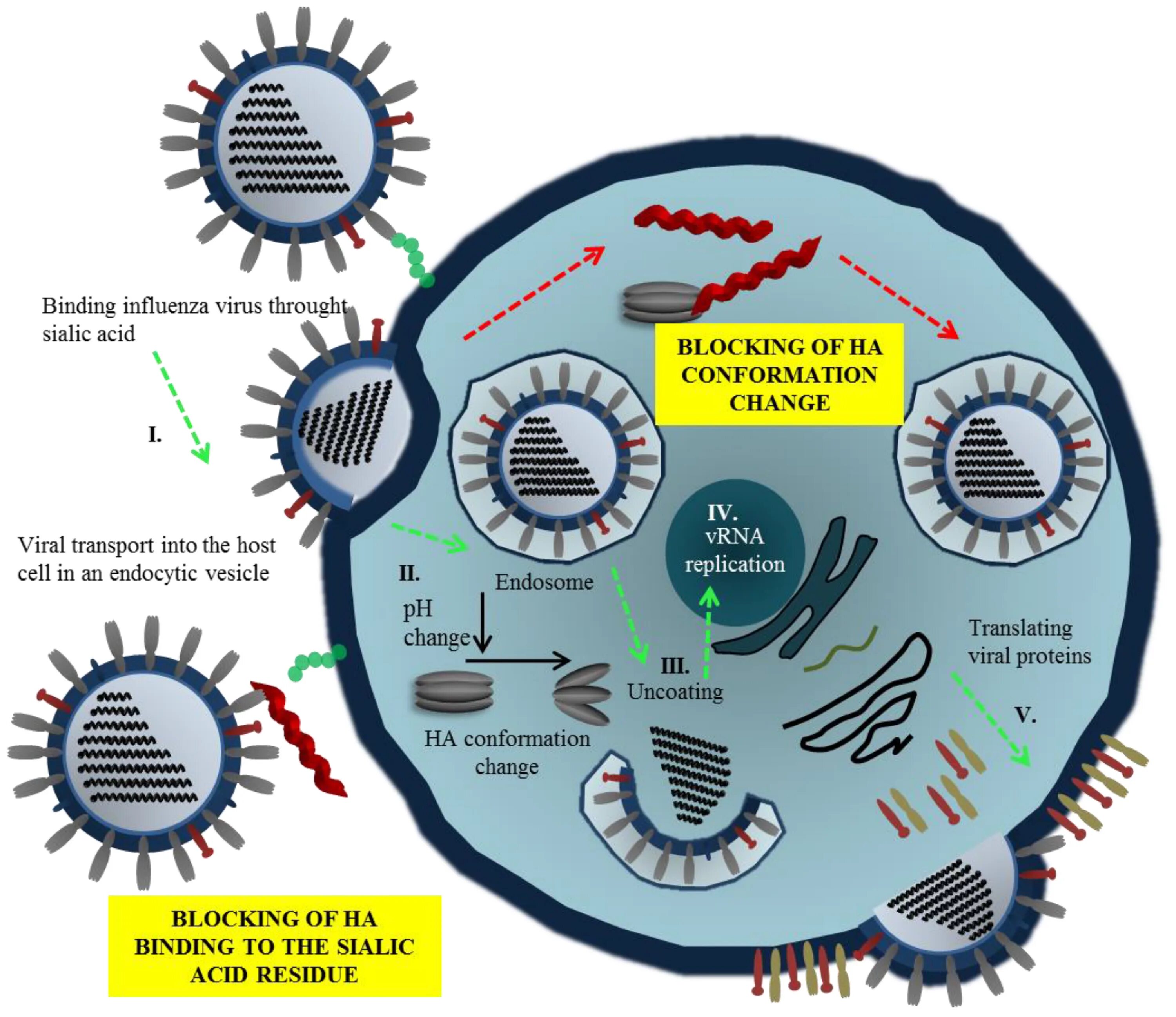 The virus can be. Вирус. Influenza virus. Род Influenzavirus а. Распространение вируса картинка.
