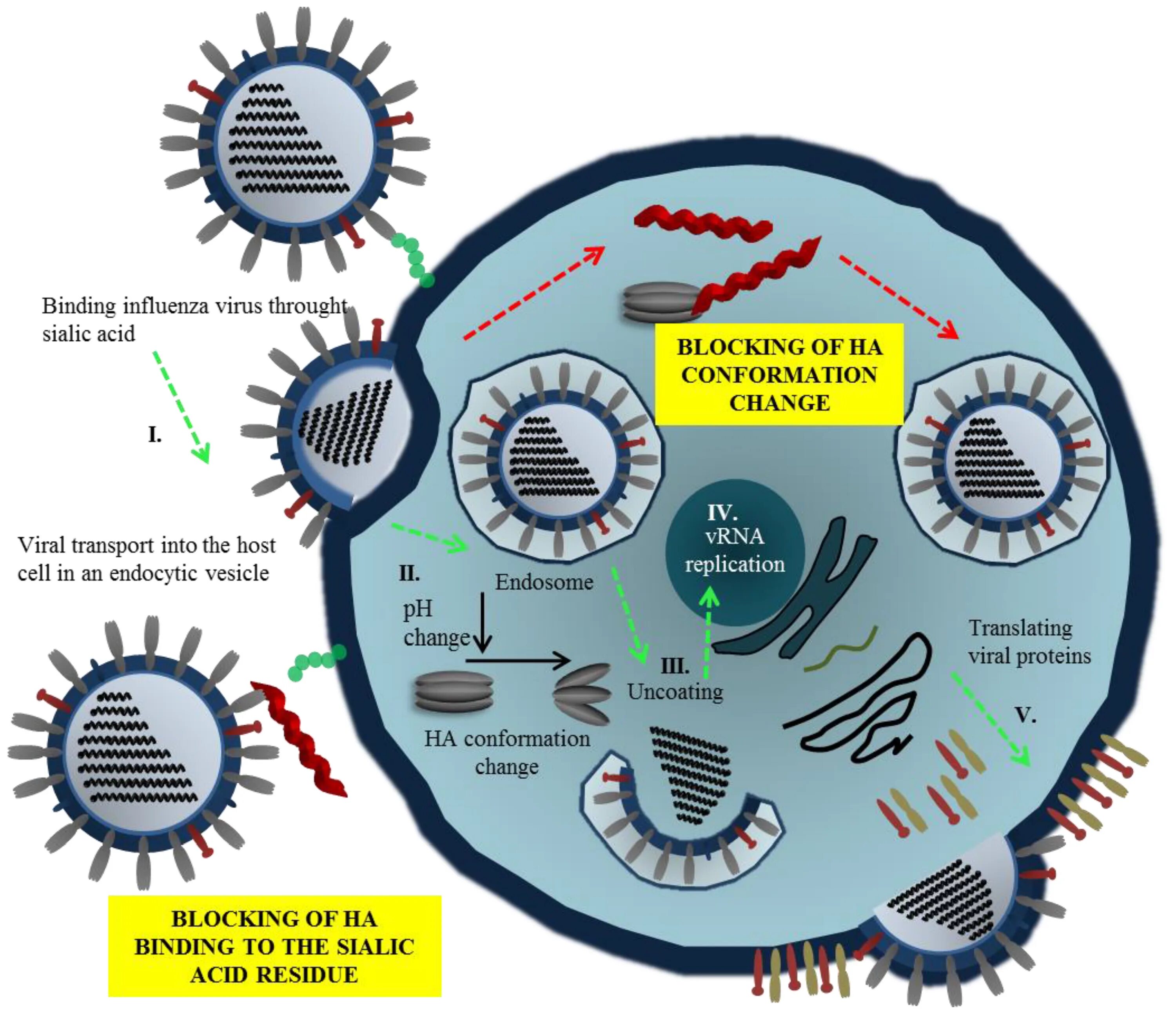 Вирус. Influenza virus. Распространение вируса картинка. Type a influenza virus.