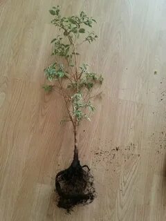 Обрезать корень