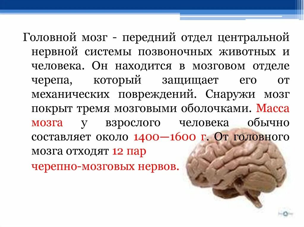 Доклад о органе мозг. Сообщение о головном мозге. Сообщение про мозг человека. Доклад о человеческом мозге. Какова роль мозга