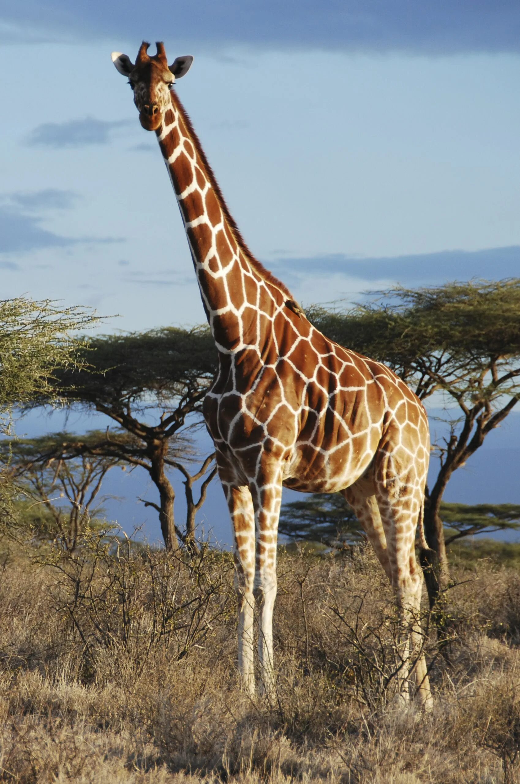 Жирафов твердые звуки. Жирафы. Жирафы в Африке. Животные саванны фото. Молодой Жираф.