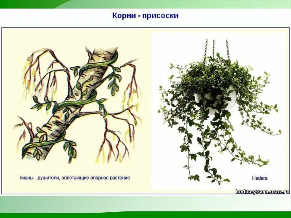 Корни прицепки функции. Корни присоски и корни прицепки. корни лианы прицепки. корни зацепки плюща. корни присоски у плюща.