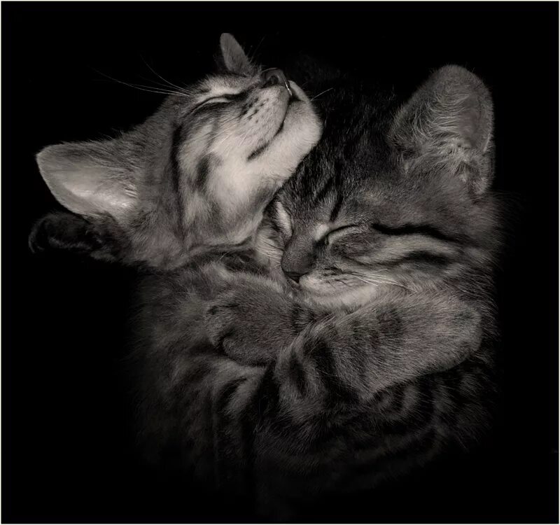 Кошки любовь. Котики обнимаются. Влюбленные котики. Котик целует. Киса ночью