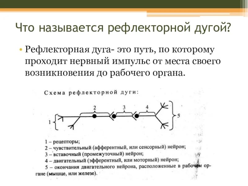 Рефлекс анализы. Структурные элементы рефлекторной дуги. Рефлекторная дуга кратко 8 класс. Звенья рефлекторной дуги кратко. Общий принцип организации рефлекторной дуги.