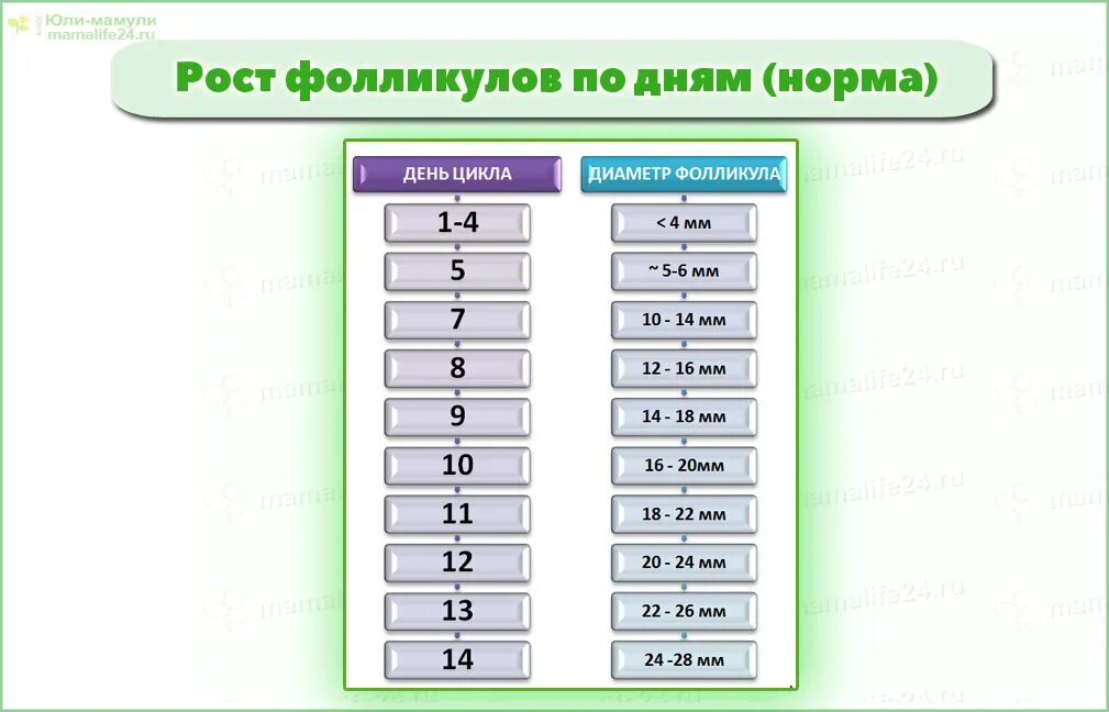 Какого размера должны быть фолликулы. Фолликулы по дням цикла норма таблица. Размер фолликула на 7 день цикла норма. Размер фолликула на 5 день цикла норма. Размер фолликула на 5 день цикла.