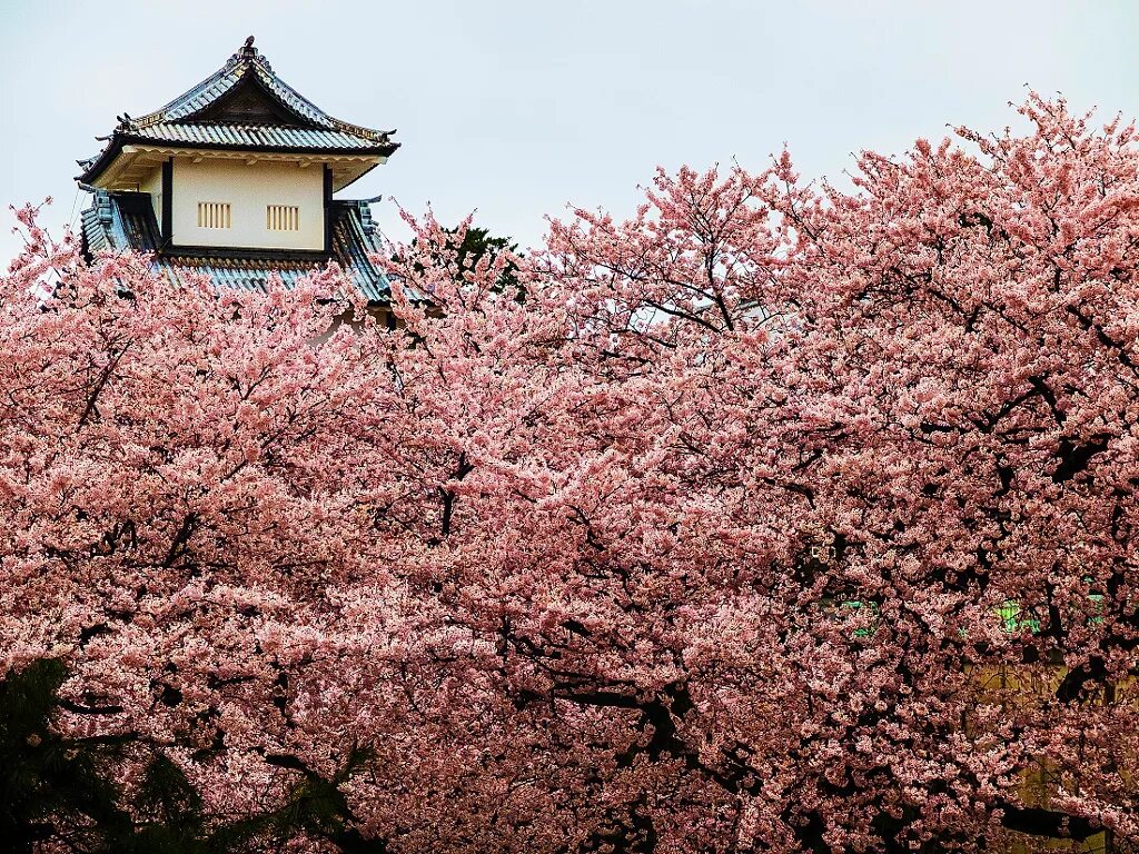 Сакура цветение в Ставрополе. Sakura вид. Сакура вид спереди.