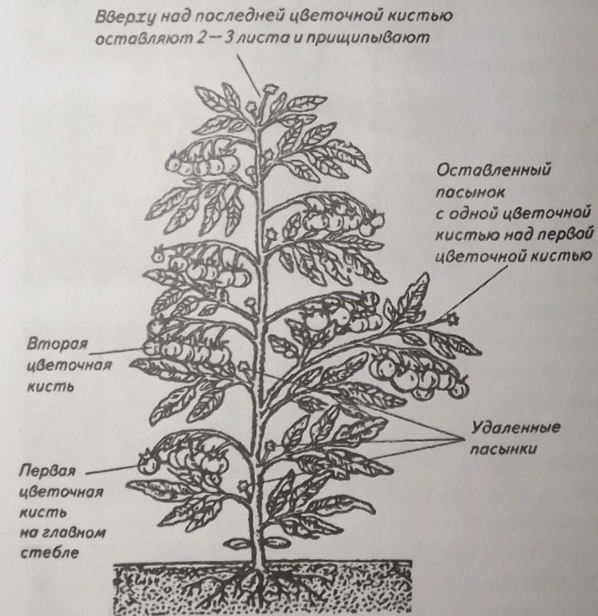 Прищипывание томатов в теплице схема. Помидоры рассада пасынковать. Помидоры пасынкование и прищипывание. Прищипка томатов в теплице схема.