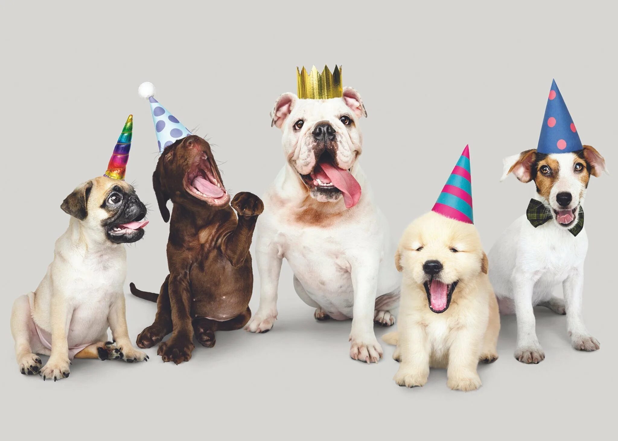 Собака с праздником. День рождения собаки. С днём рождения с животными. Праздничная собака.
