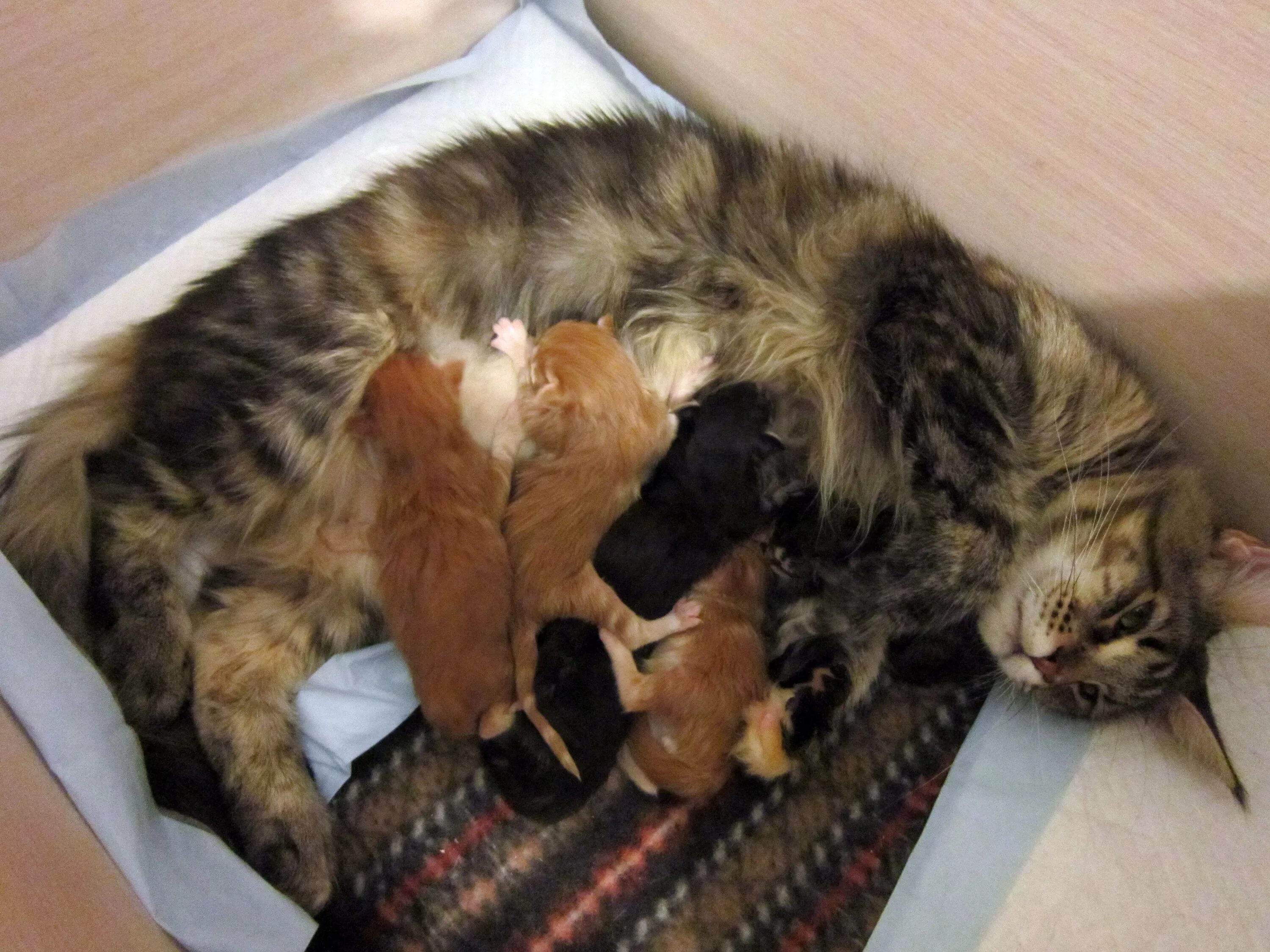 Новорожденные котята мейнкунята. Доброе утро с майкуном. Котята мейн кун новорожденные. Беременный мейн кун. Много котиков.