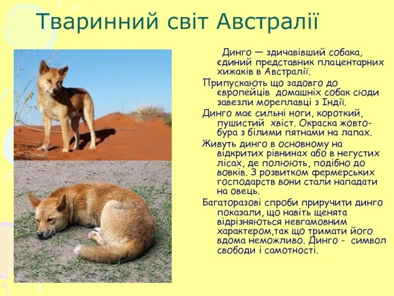 Где обитает собака динго на каком материке. Собака динго описание. собака динго интересные факты для детей. презентация на тему собака динго. рассказ о собаке динго.