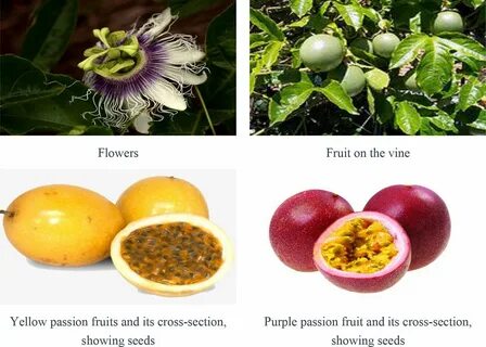 Passion fruit перевод